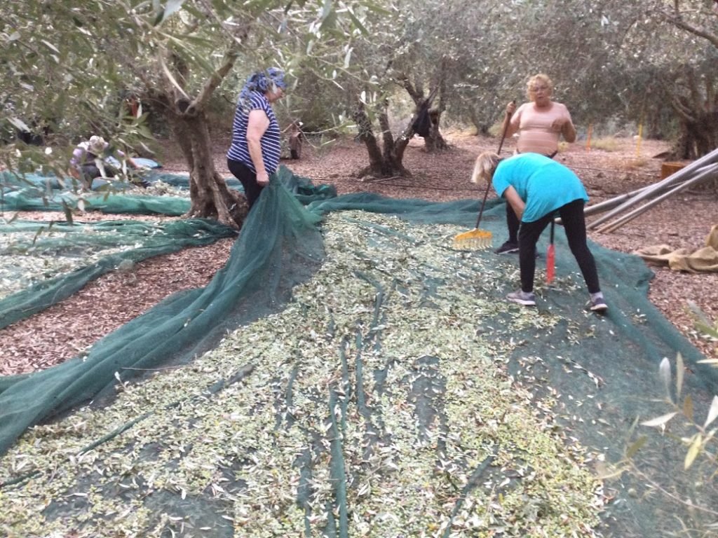 oliivinkorjuu
