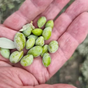 oliiveja ja rakia oliivinkorjuu Kreetan Maku